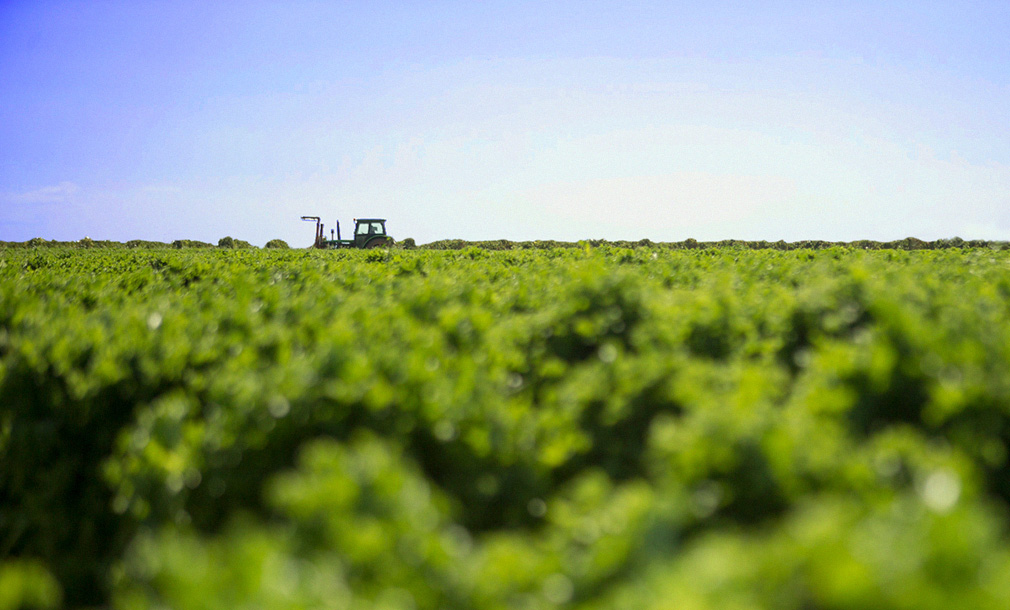 florette-huerto-campo-lechugas-tractor
