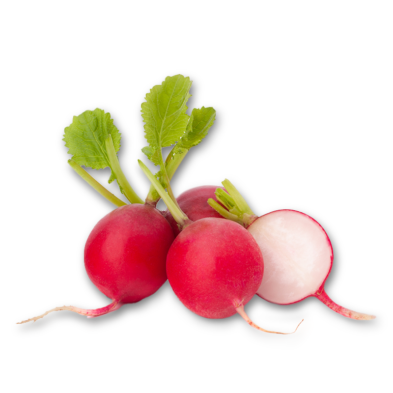 Rabanitos