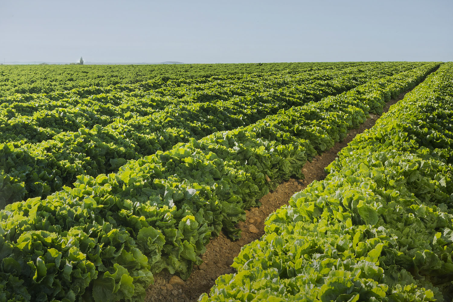 fondo campo campo