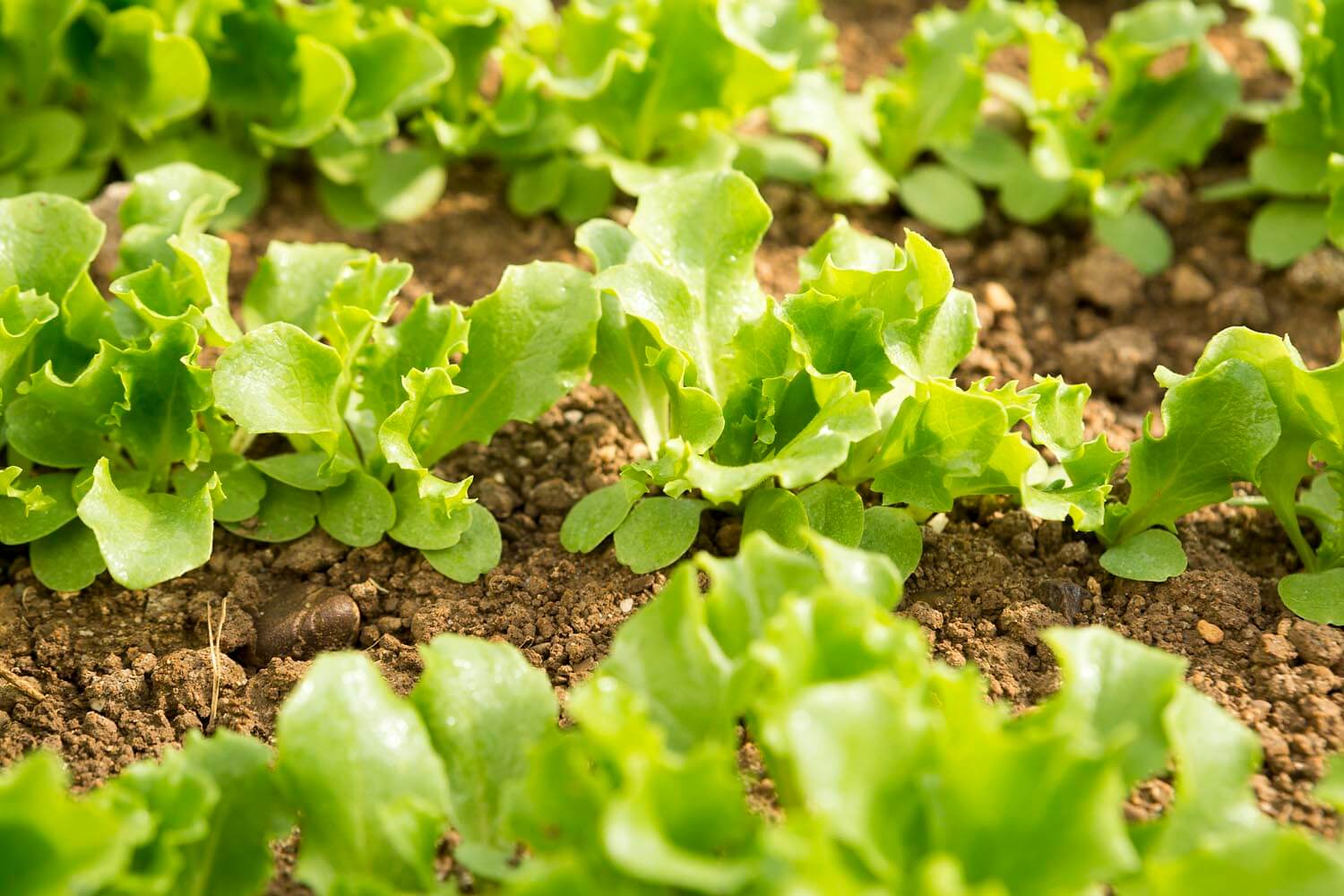 florette-crecimiento-natural-lechugas-campo-low cultivar vegetales