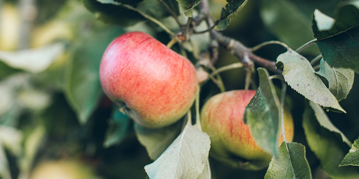 azúcar de las frutas