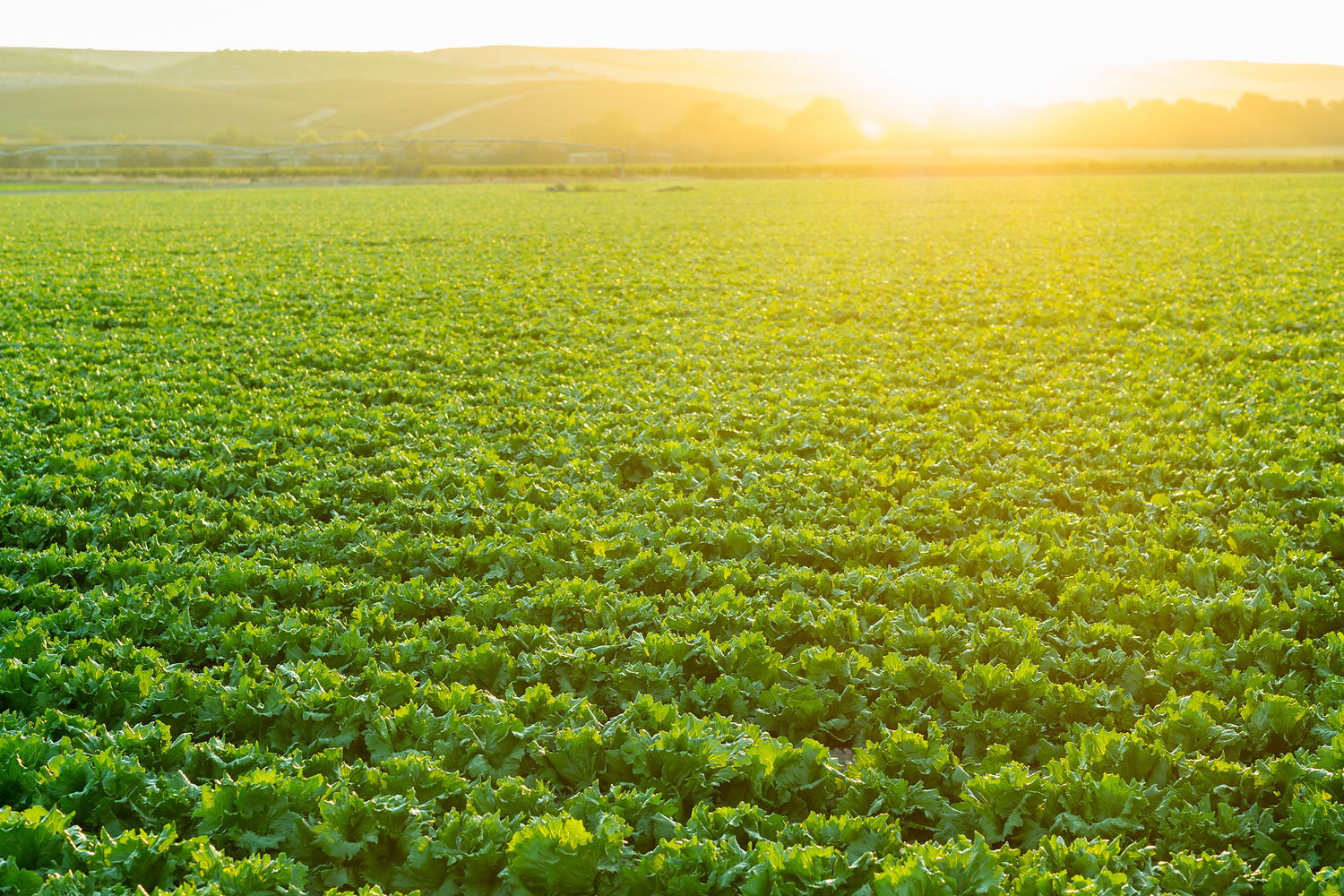 Foto-Campos-Cabecera-Producto_Low
